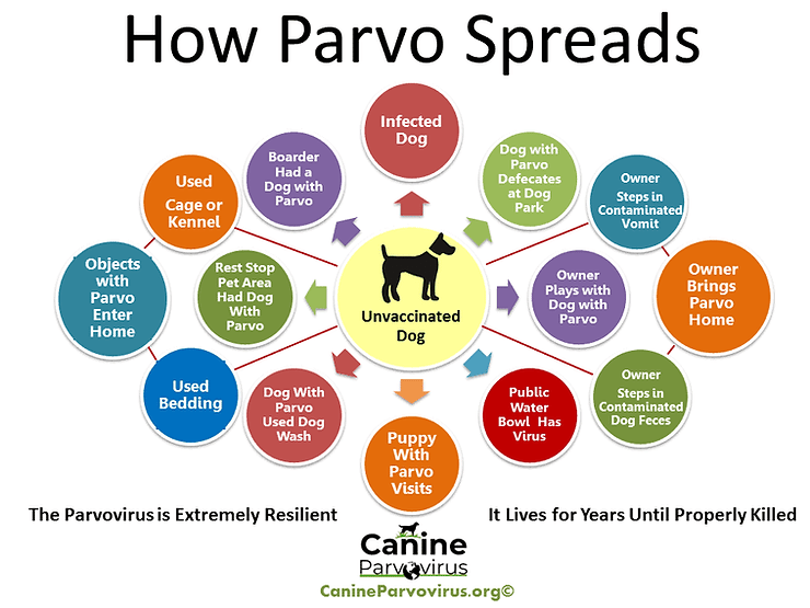 how parvo spreads in the environment