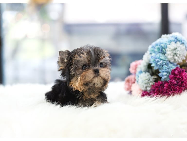 Teacup Yorkies for Sale