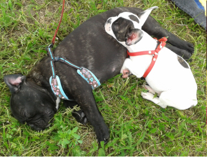 zwei Bulldoggen Welpen kuscheln auf einer Wiese