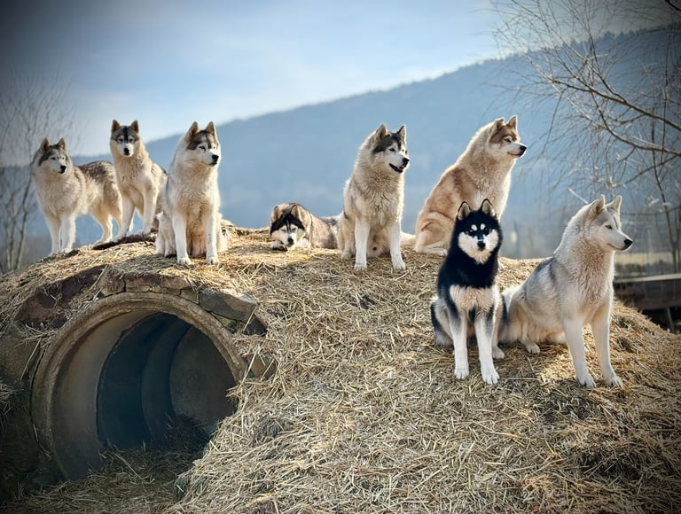 Ein Huskyrudel der Huskyzucht of Snow Wolf Valley in Dietfurt in Bayern entspannt auf dem Hügel.