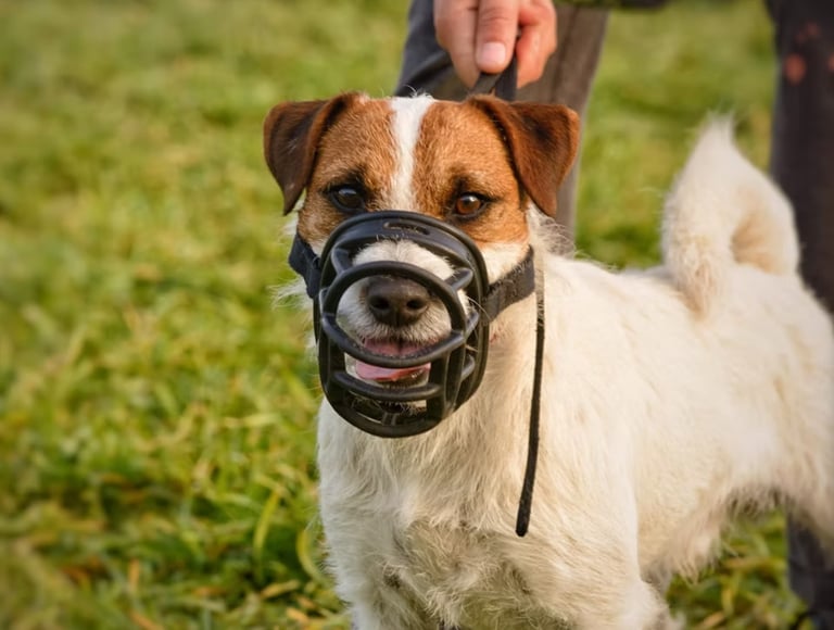 Jack Russell muzzled 