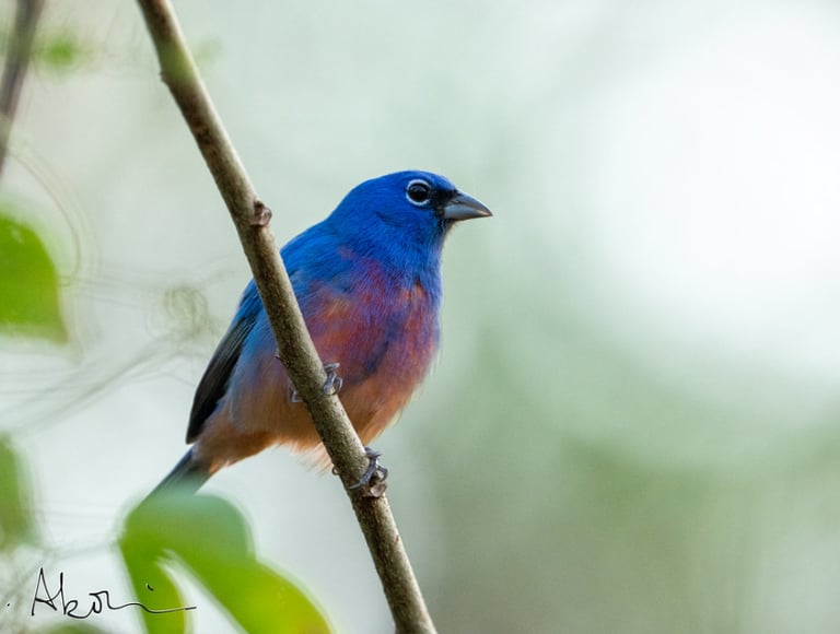 A Rose-bellied Bunting bird perches on a branch in La Sepultura Reserve in Chiapas