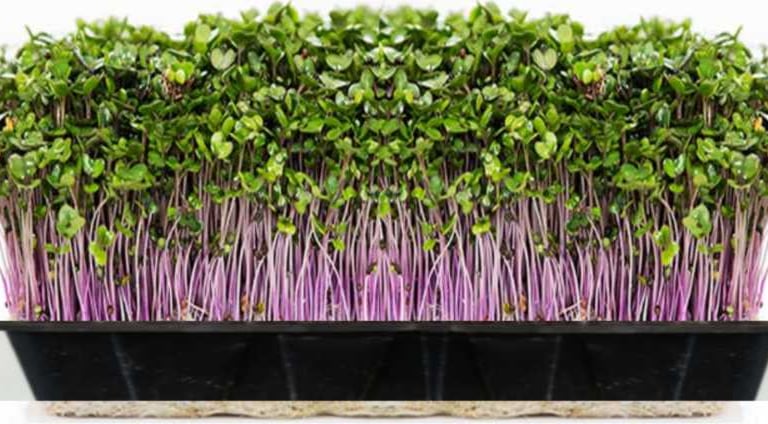Fresh organic Red cabbage microgreens with purple stems and green leaves growing in a black tray.