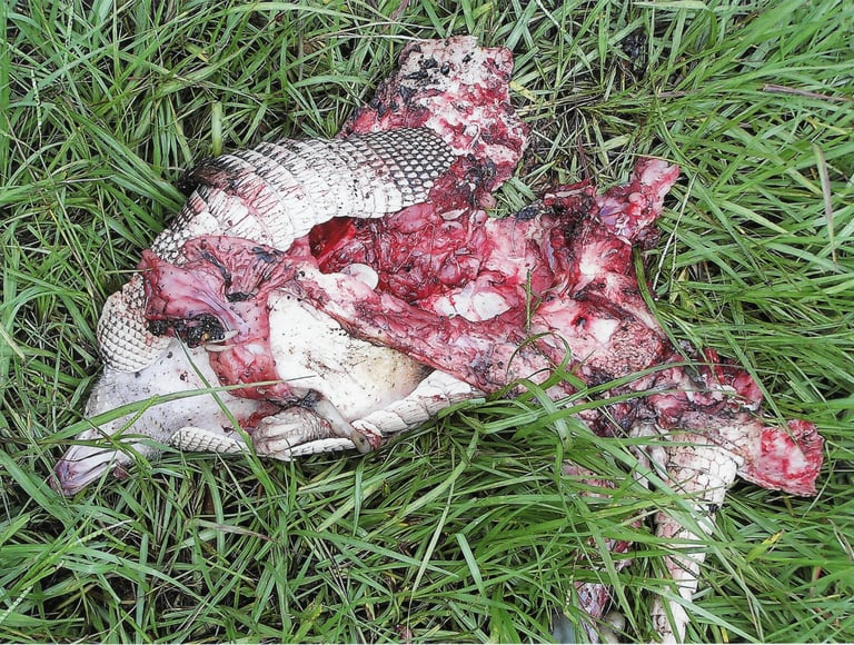 Dead Armadillo