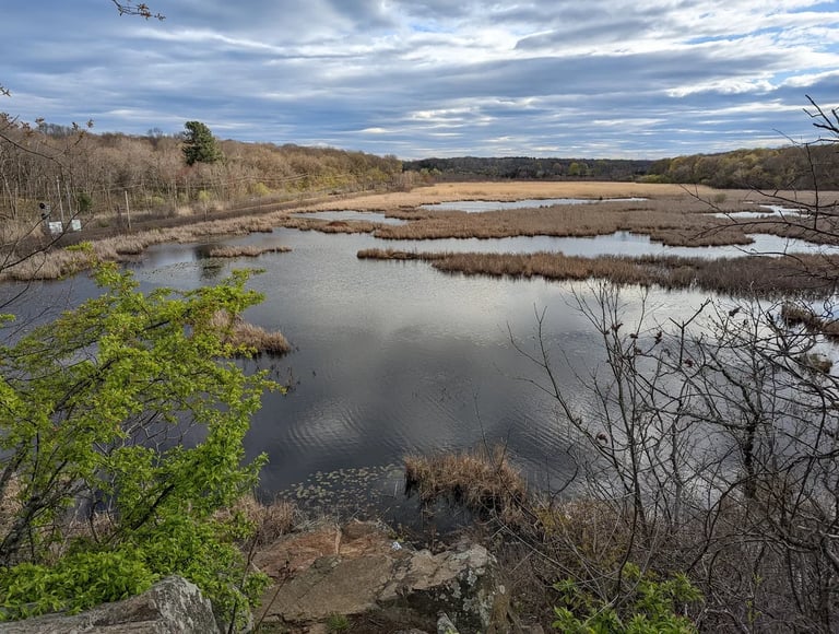Scenic landscape of a calm marsh wetland surrounded by a lush forest under a cloudy sky.