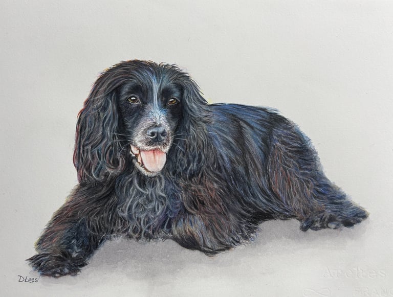 Watercolour of a black spaniel dog lying down