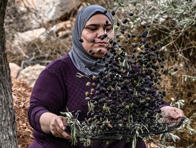 Harvesting the world`s oldest olive tree in Palestine : Al Badawi