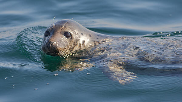 Marine Life Trips