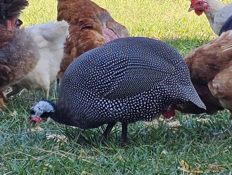 Pearl guinea hen with chickens in background