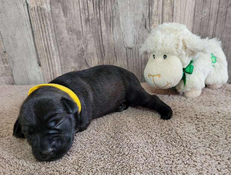 Collier jaune des Diamants Noirs d'Also