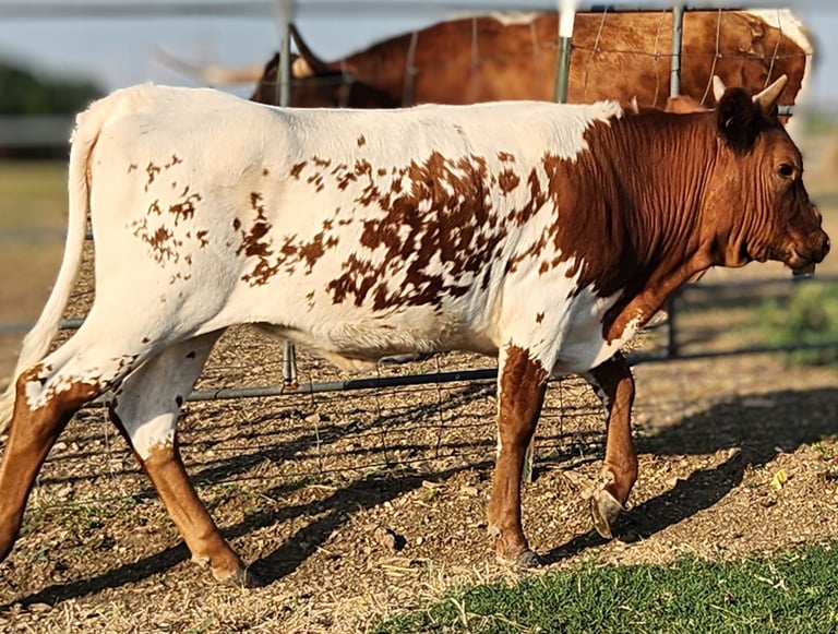 Miniature longhorn heifer calf in Venus, TX