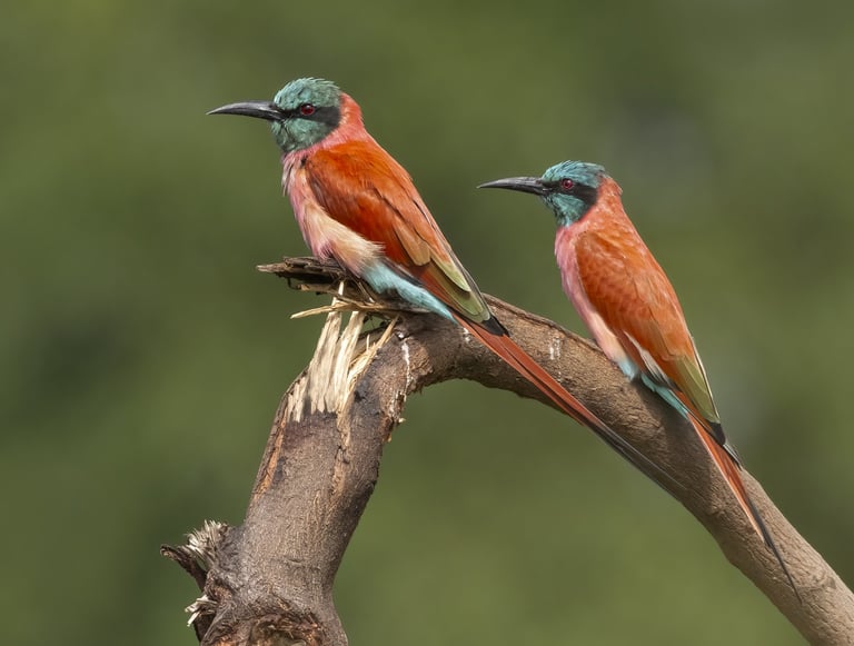 Carmine Bee-eaters