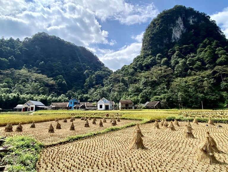 Rice field in North Vietnam in October