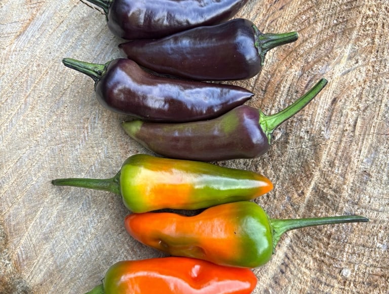 CHILLIES - We stock a range of chillies and pepper seeds 