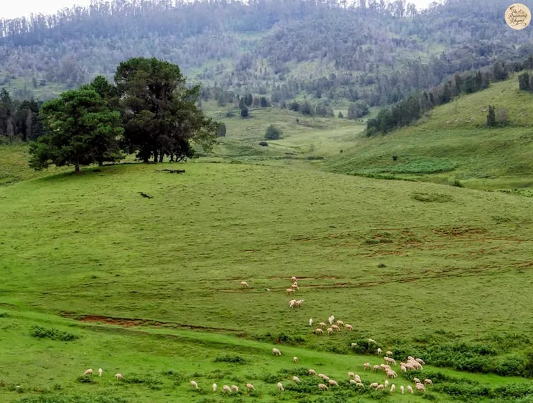 Sheep calmly grazing on the green meadows of Mannavanur Sheep Farm, Kodaikanal.