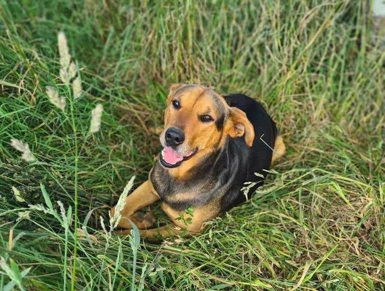 a dog laying down in the grass
