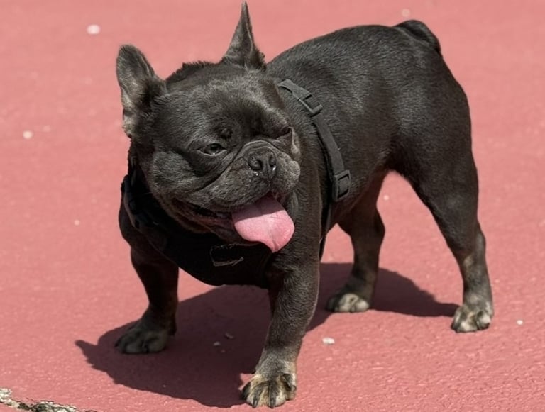 A small black French Bulldog wearing a harness stands on a red surface with its tongue out.