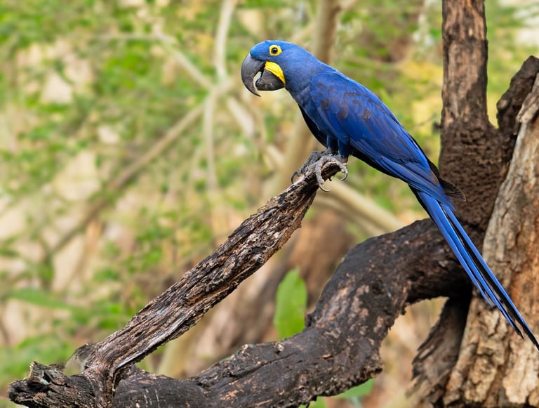 Brazil Pantanal Jaguar Photography Tour 6 Days Wildlife Safari