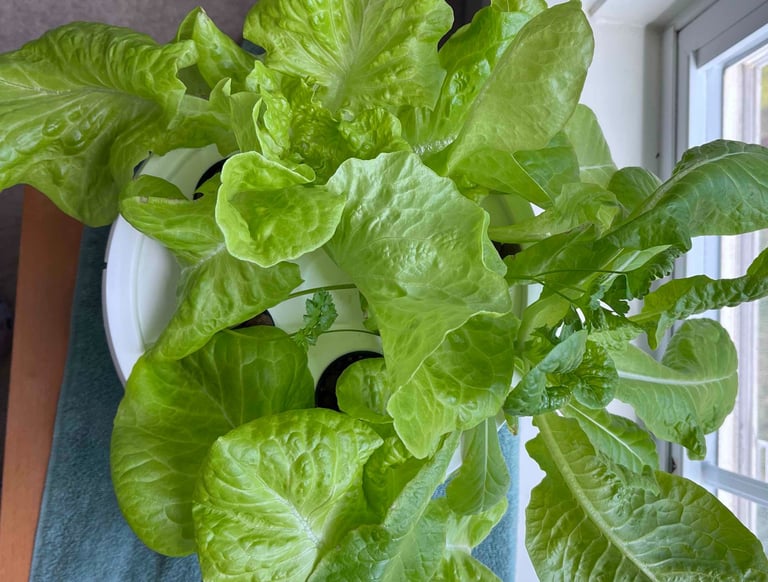 Lettuce growing in a hydroponic grow bucket near a window
