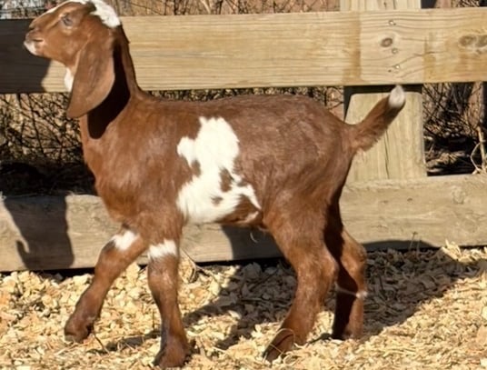 Brown and white goat walking 
