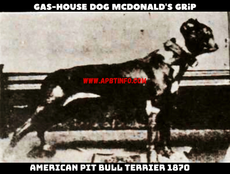 THE gas house dog mcdonalds grip pIT bull dog 1870