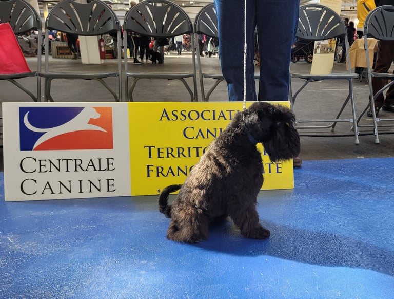 Schnauzer nain en confirmation