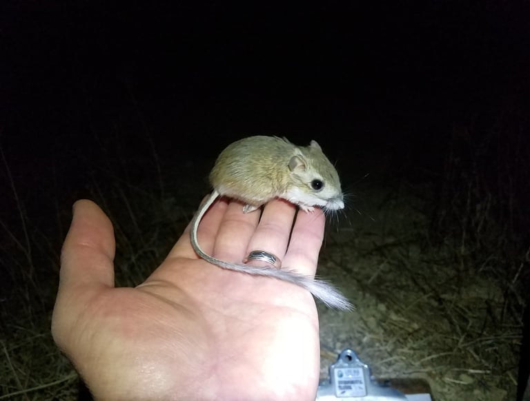 Tipton kangaroo rat in Kern County, CA.