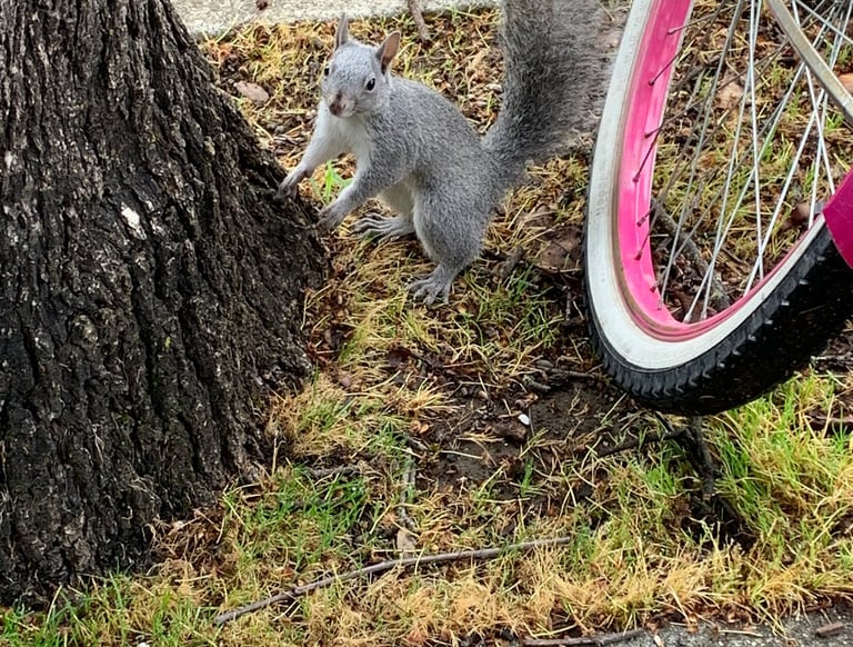 squirrel propped up on tree trunk next to pink & yellow bike 