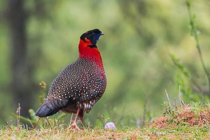 The-Globally-endangered-satyr_tragopan_spotted_at_thrumseng_la_pass