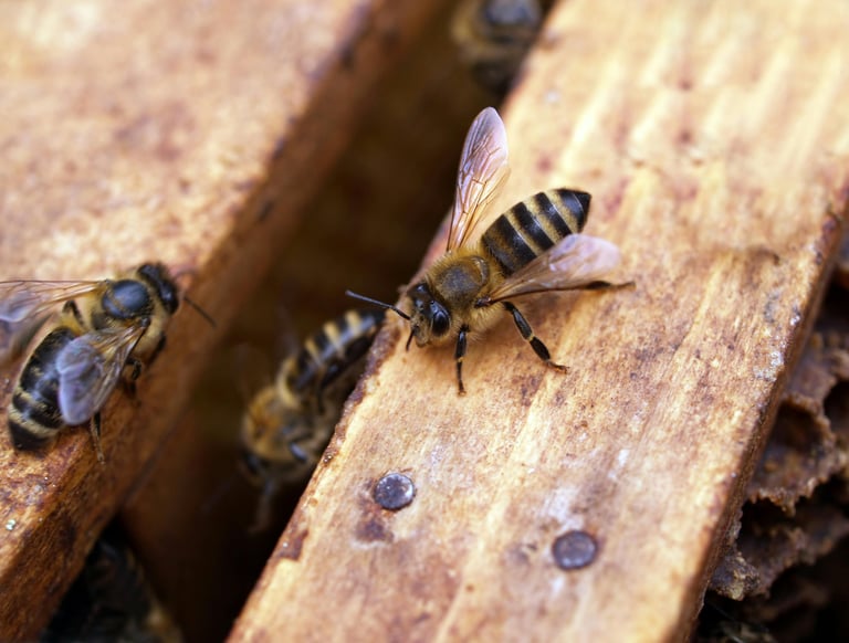 Abeille dans une ruche