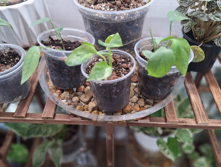 Clear nursery pots for plant propagation and monitoring root growth.