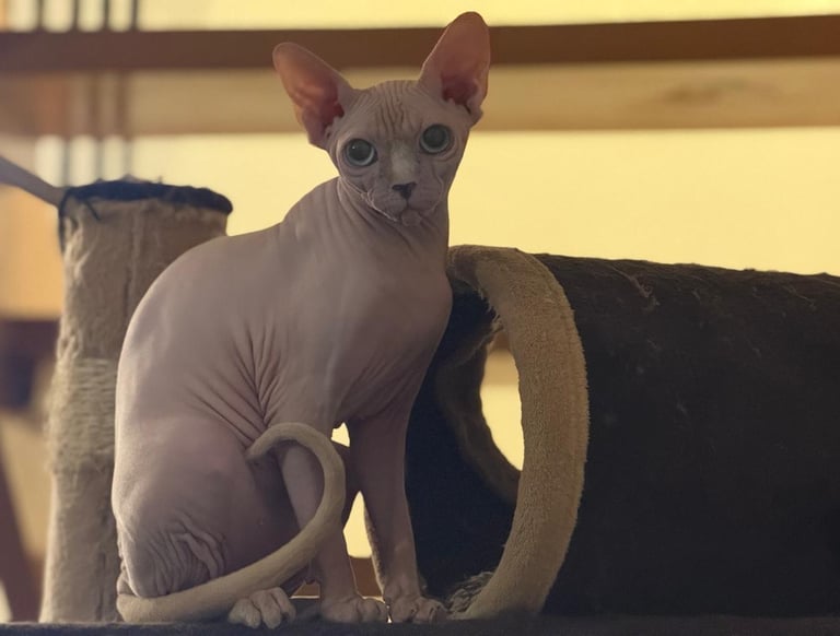 gato sphynx en mexico