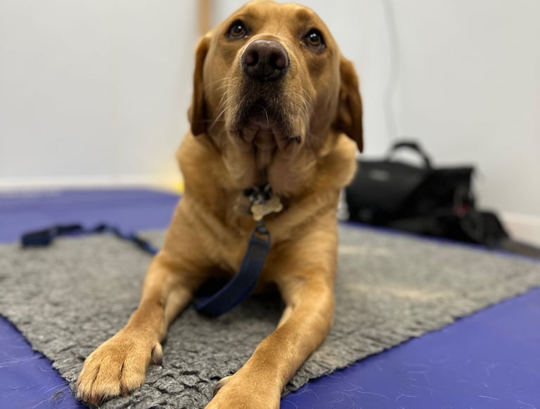 Labrador canine physiotherapy
