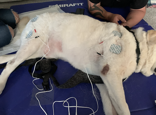 labrador recieving NMES therapy