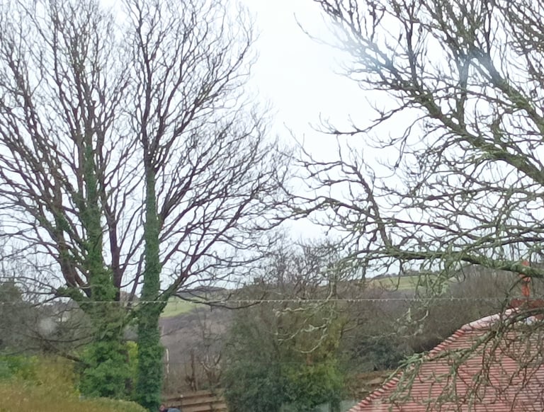 a tracery of twigs