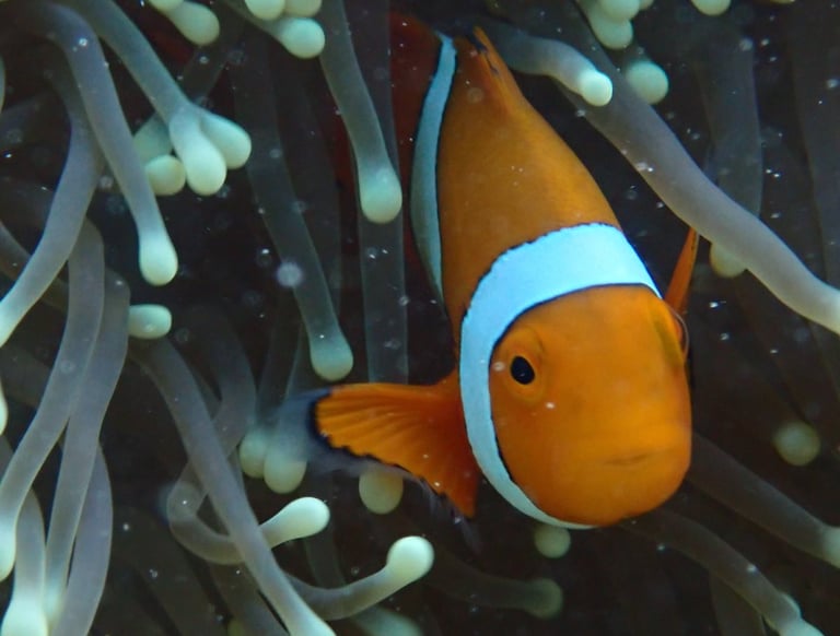 nemo clown fish inside the anemone in the great barrier reef, wildlife without filters