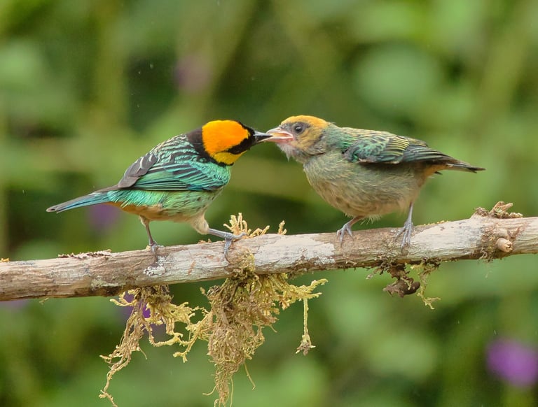 Peru Birdwatching Tours