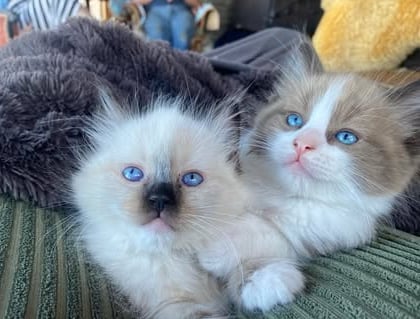 mink bi color ragdoll kitten mitted seal point ragdoll kitten