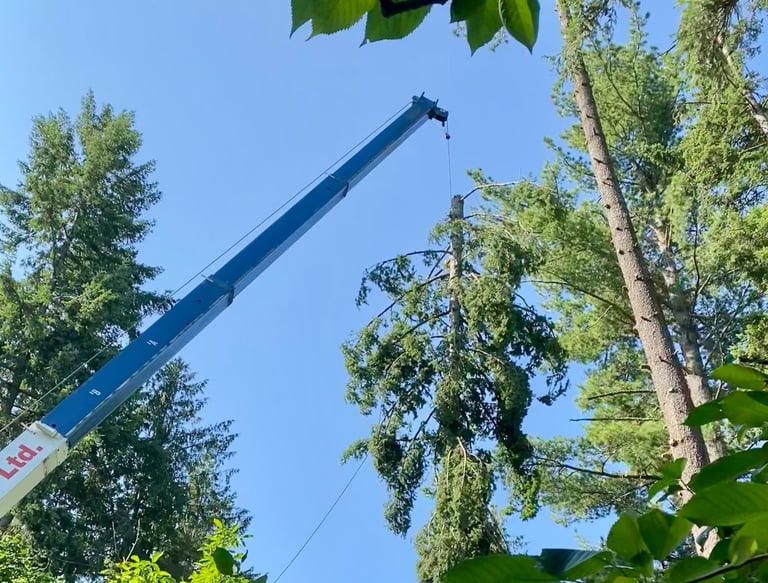 Revelstoke Tree Services