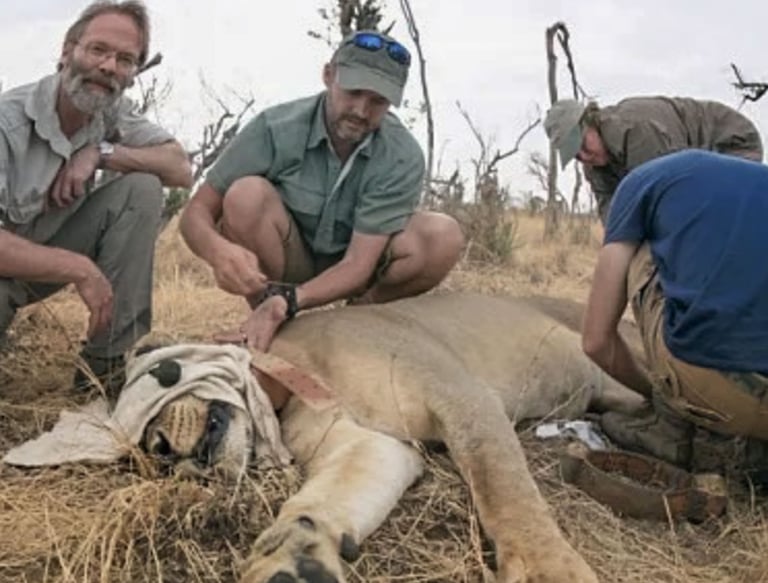 Professor Loveridge in the field treating an immobilised lion