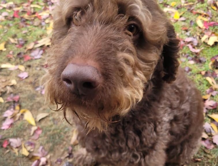 Dog walking in Lynnwood with professional pet sitters, offering trusted care for your pets