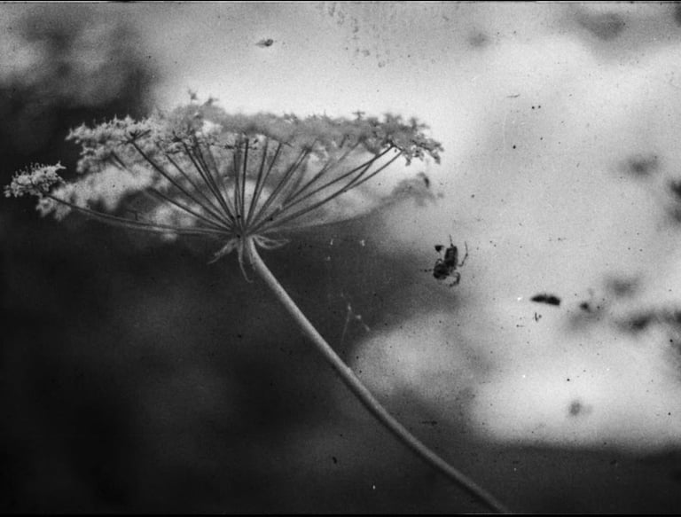 An emotive black and white image of a the web of nature, invisibly wrapped around blooming flowers