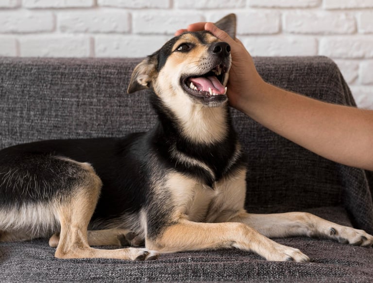 happy dog on the couch at Fido's pet sitters Lynnwood Washington