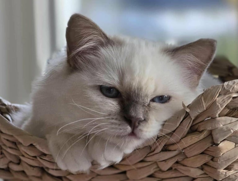 En lillamasket Hellig Birma kattunge som koser seg i kurven sin Gaustatoppens Lavender Grace of May