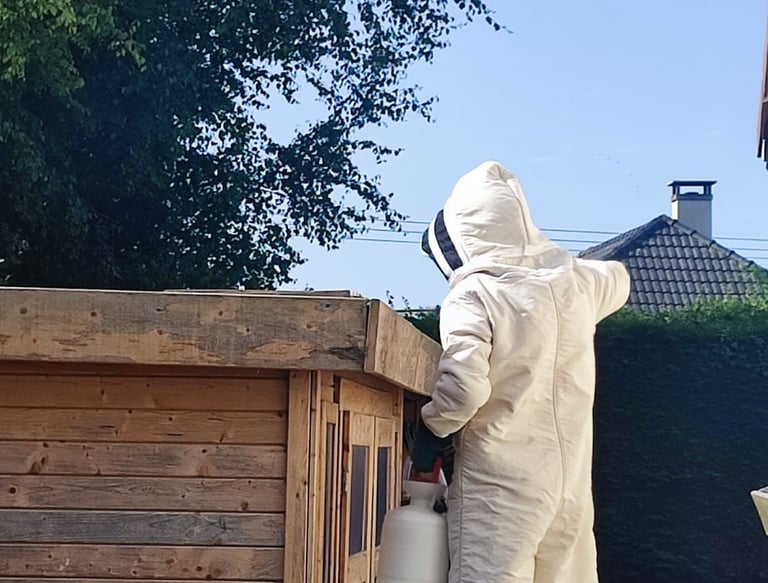 destruction nids frelon asiatique Le Havre 76