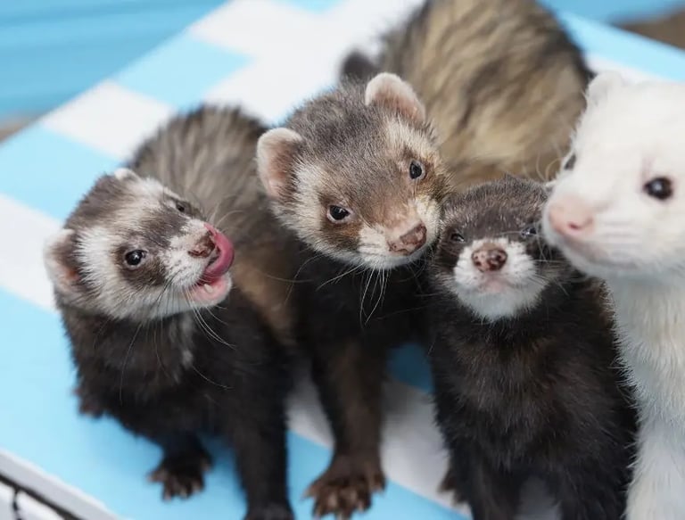 furets de compagnie en groupe à la maison dans une cage propre et entretenue