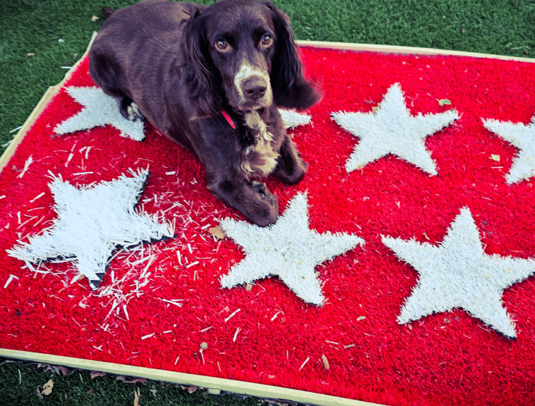 a dog laying on a vintage Madrid rug with stars