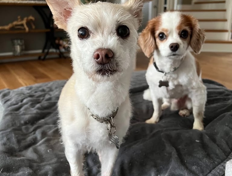 two small dogs sitting on a blanket on a blanket