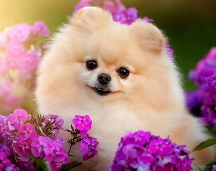 perro pomerania argentina