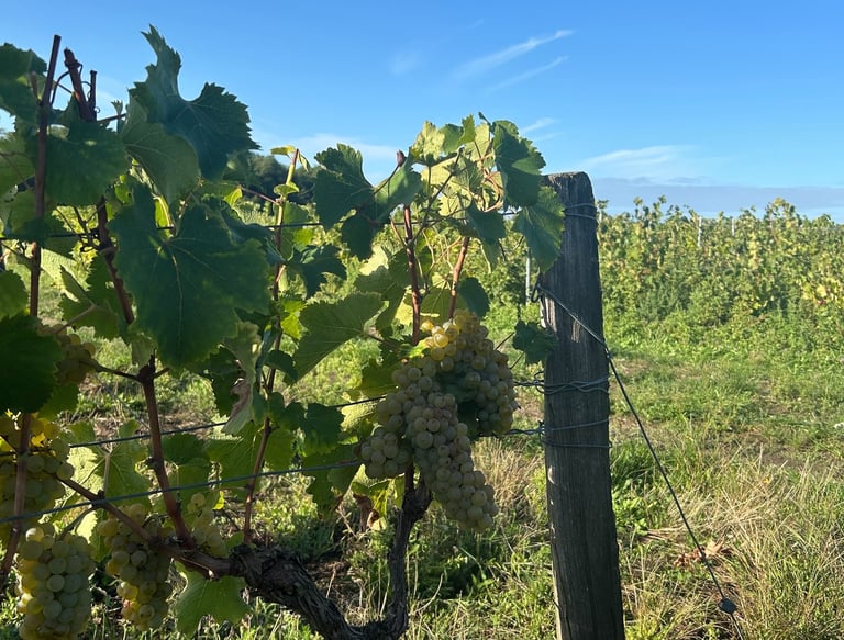Raisins des Vignes du Domaine Thierry et Tanguy Cosme producteur de Vins de Vouvray